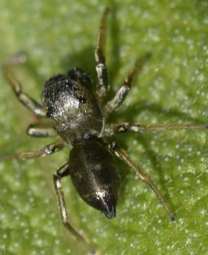 Heliophanus cupreus